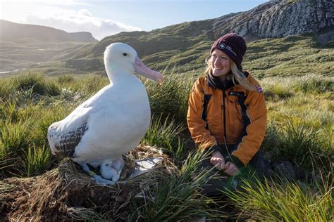 the Wandering Albatross, world's largest wingspan at over 12ft : AbsoluteUnits