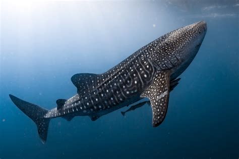 Whale Shark Facts & Information Guide - American Oceans