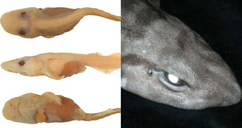 New Deep-Sea Demon Catshark Species Discovered In Australia