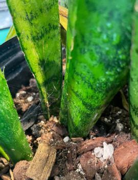 Managing Snake Plant Spider Mites: A Comprehensive Guide