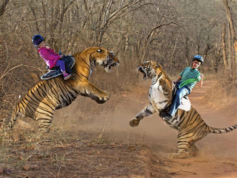 Tiger Fight | Rebrn.com