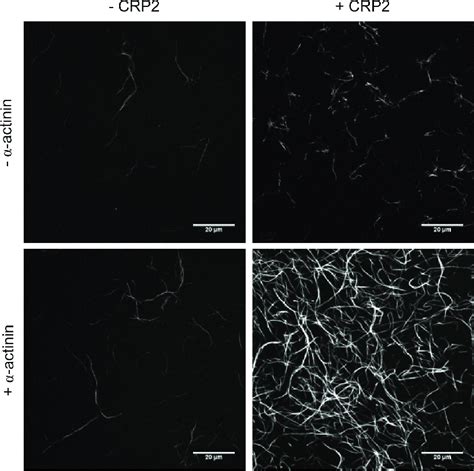 Confocal laser scanning microscopy images of Alexa Fluor-labeled ...