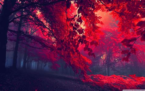 Forest Red Wallpapers - Wallpaper Cave