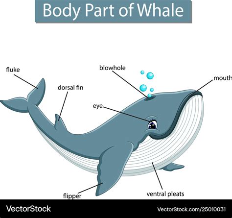 Whale Labelled Diagram