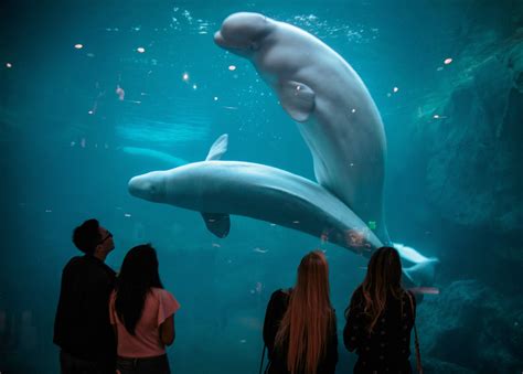 Georgia Aquarium Beluga Whale