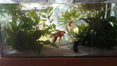 I have too many plants in my goldfish tank of all things : r/Goldfish