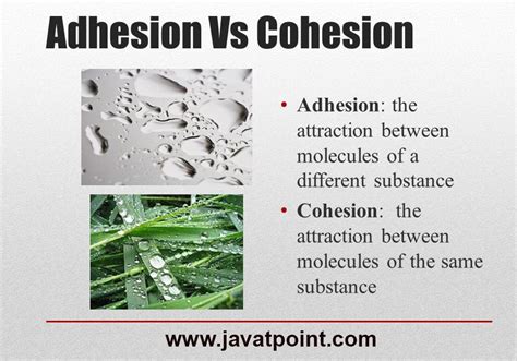 Cohesion Vs Adhesion