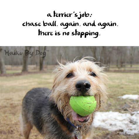 Haiku by Dog: Again : Life with Dogs and Cats