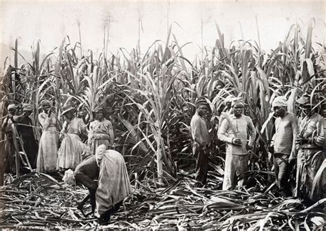 Tracy K. Smith: Photo of Sugar Cane Plantation Workers, Jamaica, 1891 | Creative Time Reports