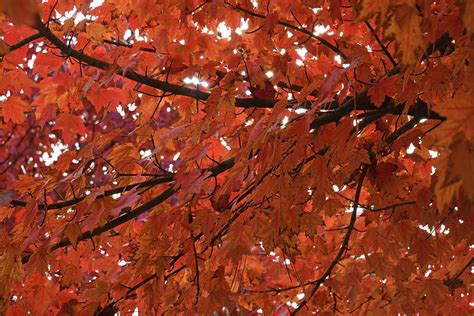 Fall Leaves In October Photograph by Robert Tubesing - Fine Art America