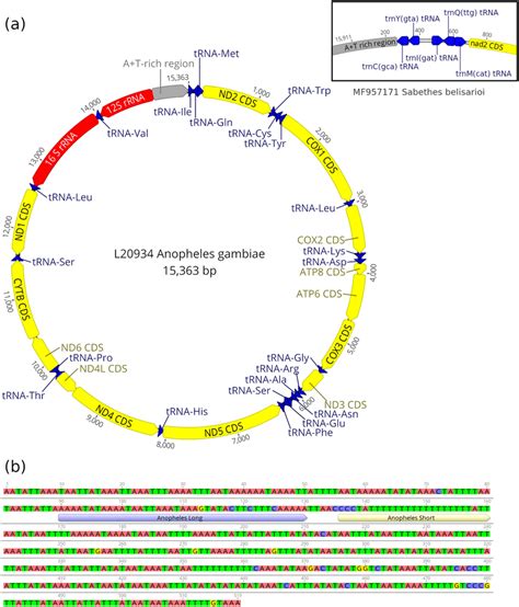 (a) Mitochondrial genome of Anopheles gambiae L20934. Yellow regions... | Download Scientific ...