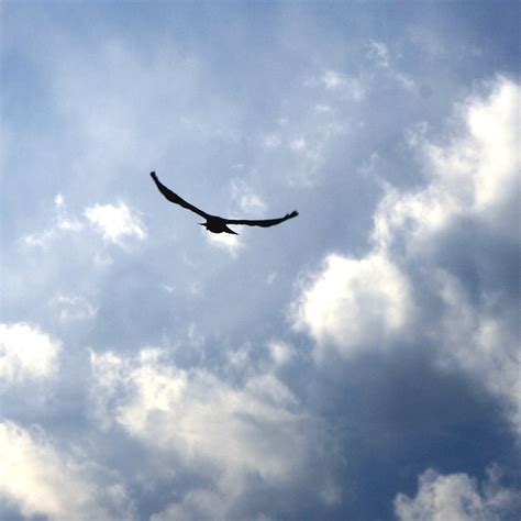 free images of birds | Bird Flying in Blue Sky with Clouds - Free High Resolution Photo | Birds ...