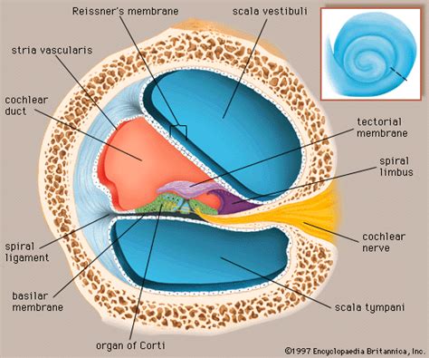 Ear - BIOLOGY4ISC