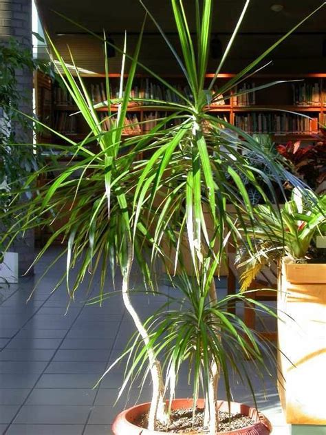 Indoor palm images – which are the typical types of palm trees? | Interior Design Ideas | AVSO.ORG