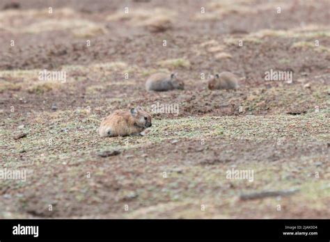 Wild Plateau Pika (Ochotona curzoniae) in Tibet Stock Photo - Alamy