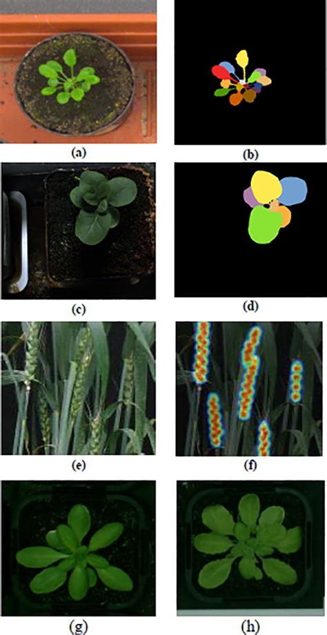 Plant Traits Identification - Lifeasible