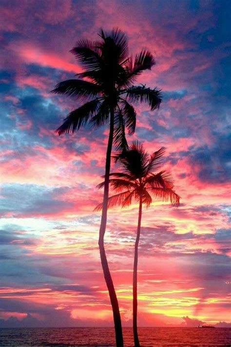 Palm Tree Sunset Wallpapers - Wallpaper Cave