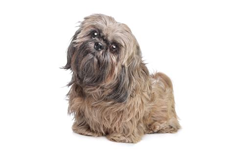 shih tzu colors – Shih Tzu Island