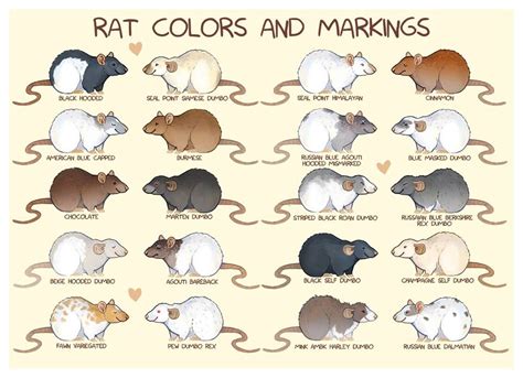 Rats are fun and talented pets too! – Writing About Animals