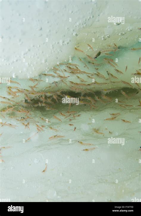 Krill swarm antarctica hi-res stock photography and images - Alamy