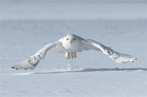 Snowy owl in flight - Jim Zuckerman photography & photo tours