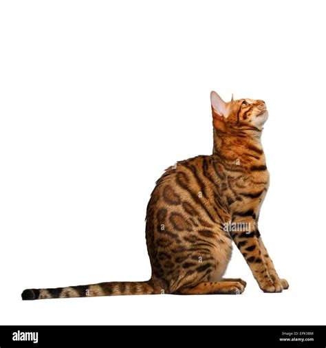 Cat looking while sitting hi-res stock photography and images - Alamy