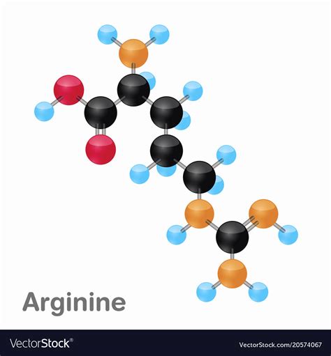 Molecular omposition and structure of arginine Vector Image