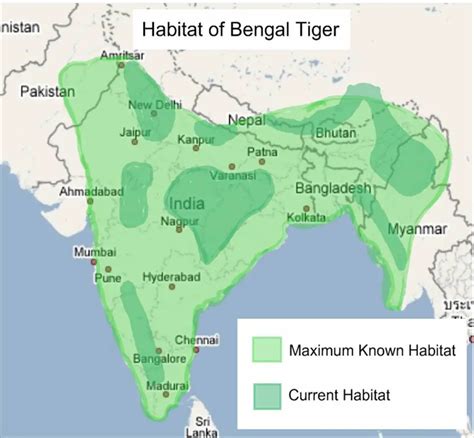 Where Do Bengal Tigers Live? – Habitat • Animals Answers