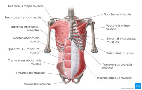 Core Muscles Anatomy