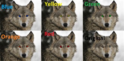 Wolves With Different Eye Colors by Canineart4 on DeviantArt