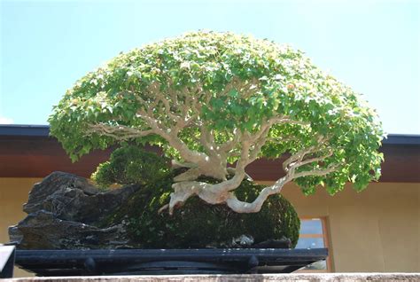 Choosing A Good Japanese Maple Bonsai