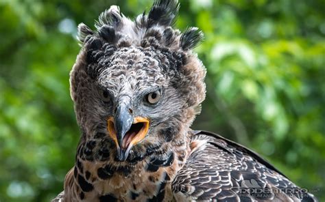 Largest Flying Bird On Earth - The Earth Images Revimage.Org