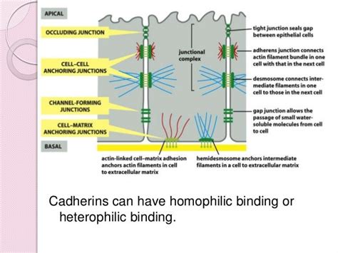 Cell adhesion molecules and matrix proteins