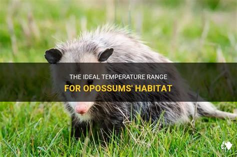 The Ideal Temperature Range For Opossums' Habitat | PetShun