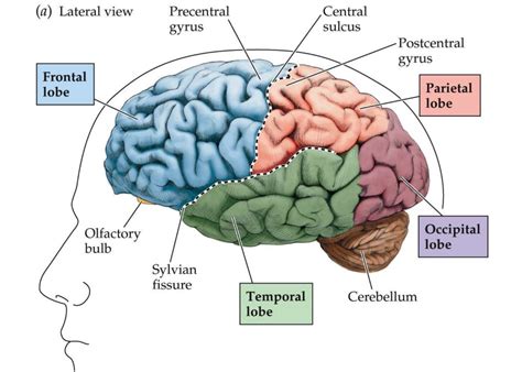 Frontal Lobe : Anatomy, Location & Function - Anatomy Info