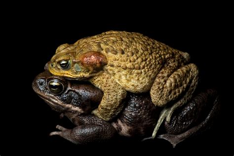 How Poisonous is a Cane Toad - AMPHIPEDIA