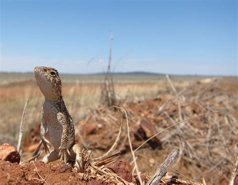 A review of listed extinctions in Australia