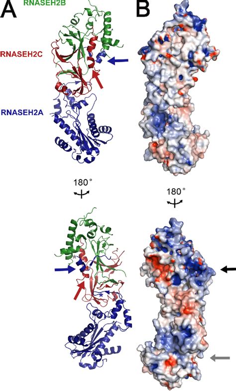 Figure 1 from The Structure of the Human RNase H2 Complex Defines Key Interaction Interfaces ...