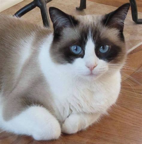 What a beauty! | Snowshoe cat, Cats, Siamese kittens