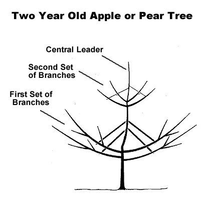 Pruning Pear Trees Diagram