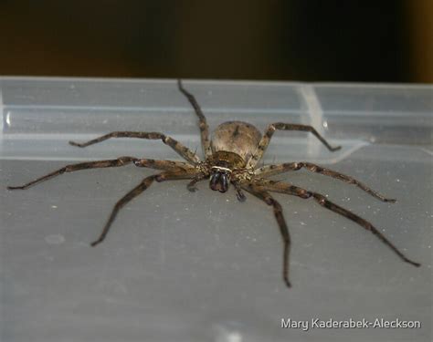 "Bedroom Spider" by Mary Kaderabek-Aleckson | Redbubble