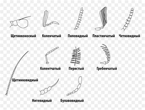 Insect Antennae-rus - Different Type Of Antenna In Insects, HD Png ...