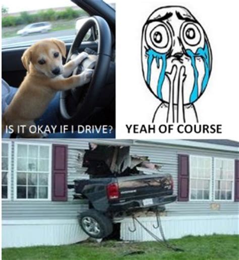 Dog driving car Memes