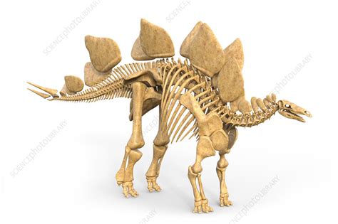 Stegosaurus dinosaur skeleton, illustration - Stock Image - F020/1161 ...