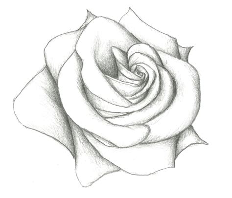 rose drawing Drawn hearts big rose pencil and inlor drawn jpg | Pencil ...