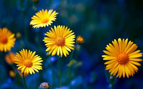 Yellow Flower Desktop Wallpapers - Top Free Yellow Flower Desktop Backgrounds - WallpaperAccess