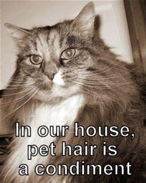 how to get rid of cat hair, funny cat hair pictures - Dump A Day