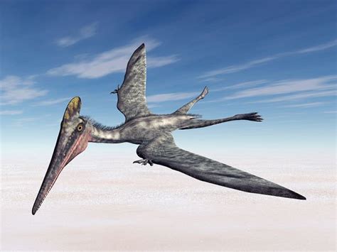 Dinosaur discovery: Scientists stunned by fourth new Pterosaur species found in a row - Big ...