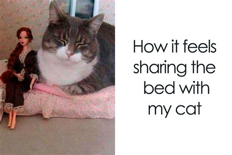 50 Relatable Cat Memes You’ll Probably Wish You Could Tag Your Cat In | Bored Panda