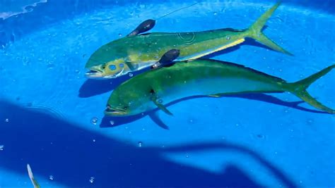 Mahi-Mahi Fish: Habitat, Diet, Life Cycle, and Facts - FishOnTips